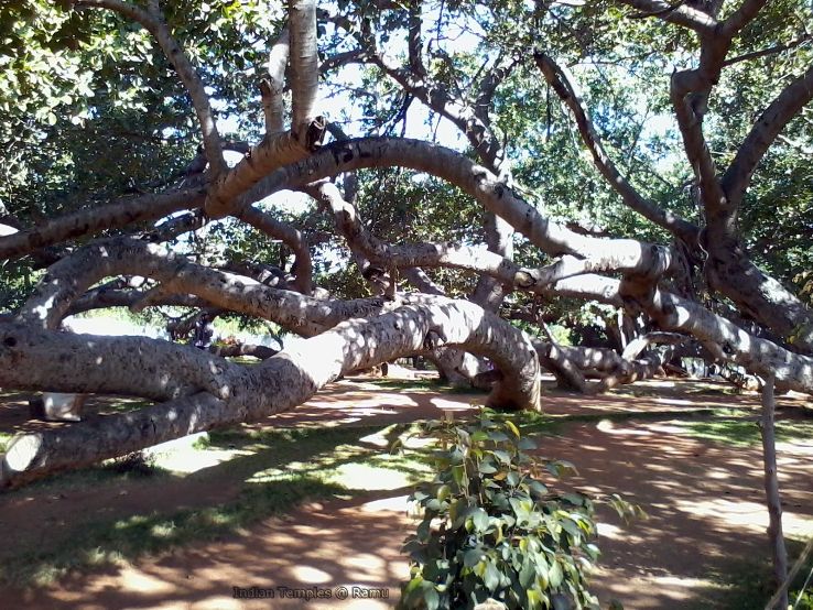 Pillalamarri / Big Banyan Tree Trip Packages